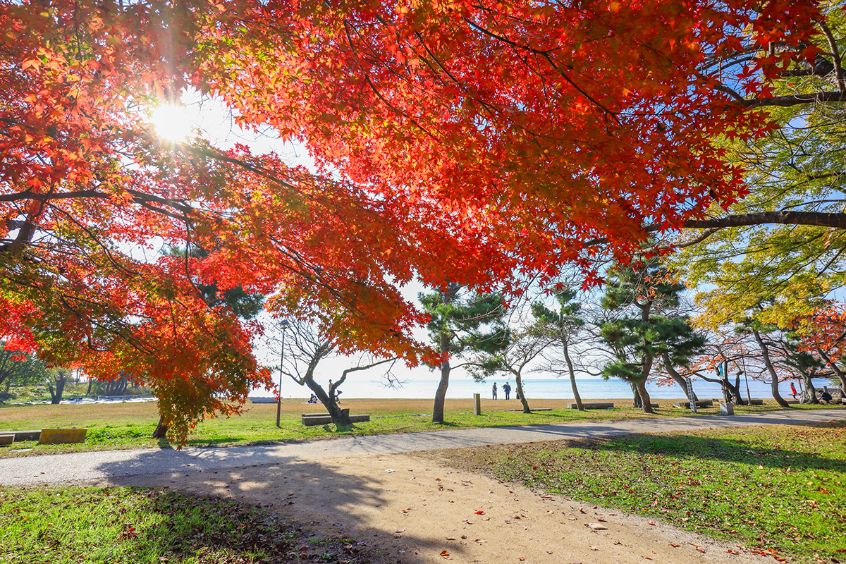 長浜城豊公園の紅葉と琵琶湖